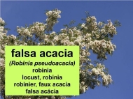 As árbores: a falsa acacia